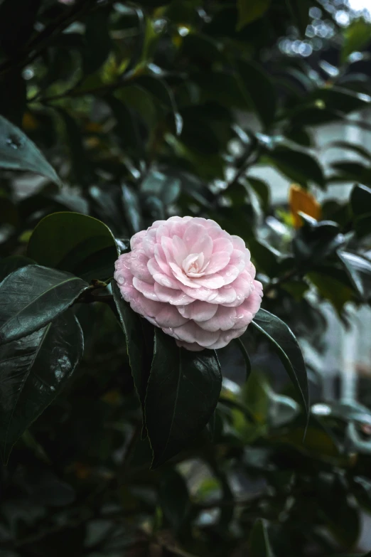 a pink flower on top of leaves