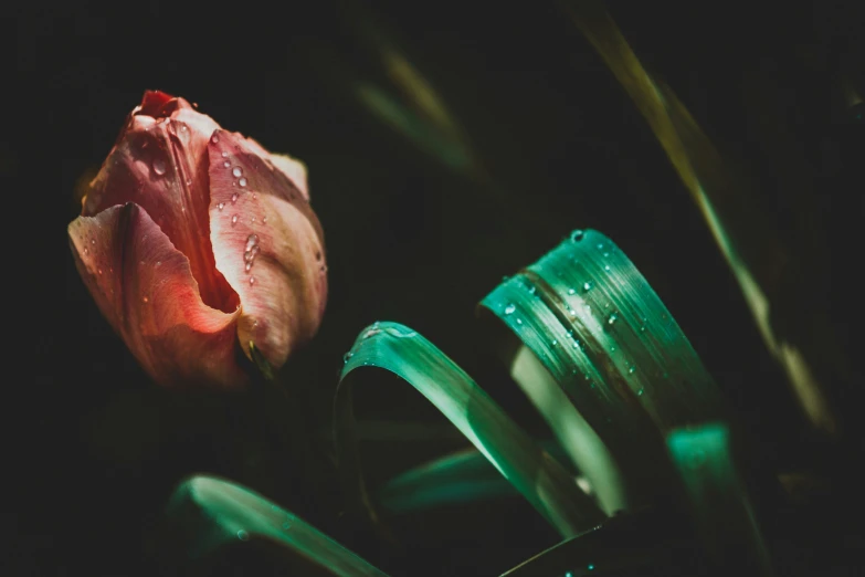 a single flower that has been placed outside in some light