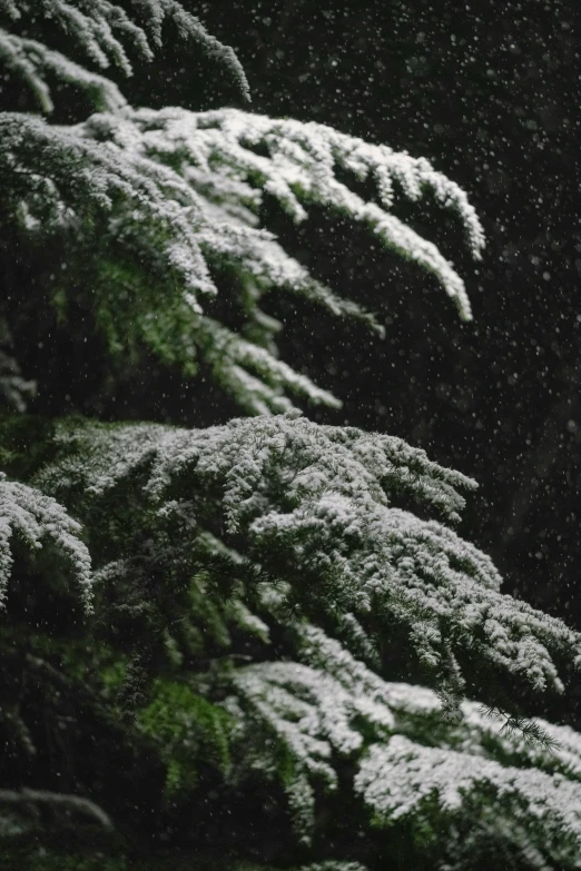 some green leaves and nches of a tree in the snow