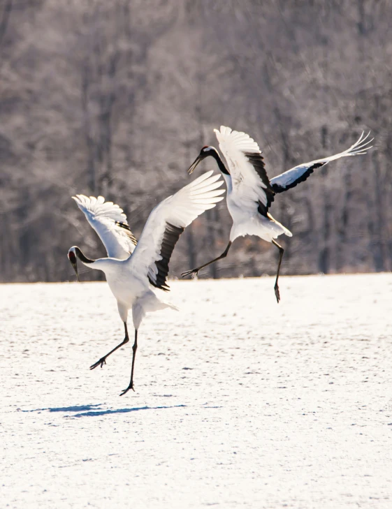 two snow - covered birds in the winter in flight