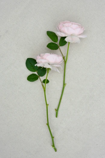 two large pink roses on white paper and leaves