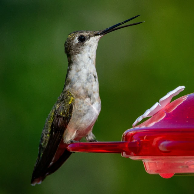 hummingbird drinking water from a feeder outside