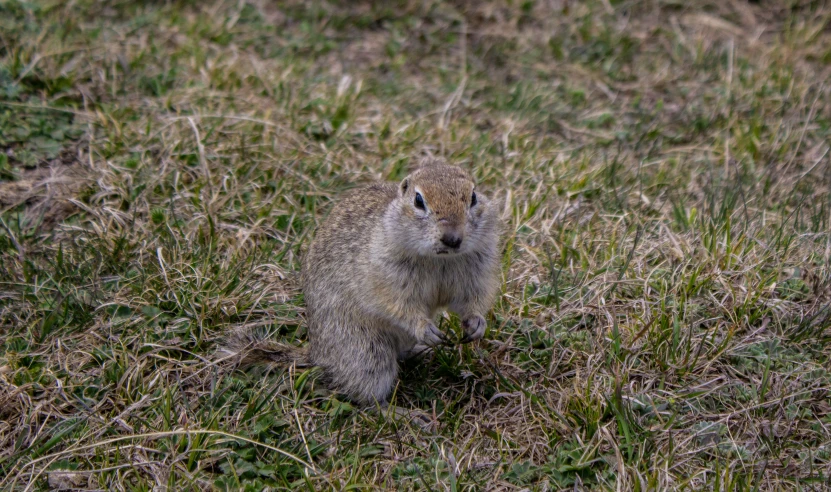 a squirrel sitting in the middle of a field