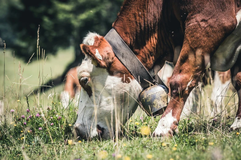 a baby calf nursing from the mother cows