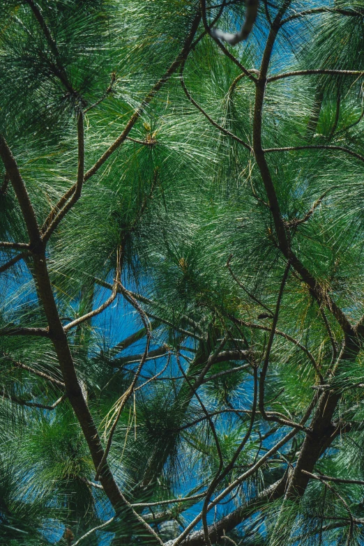 the sky is shining brightly through the green leaves of a tree