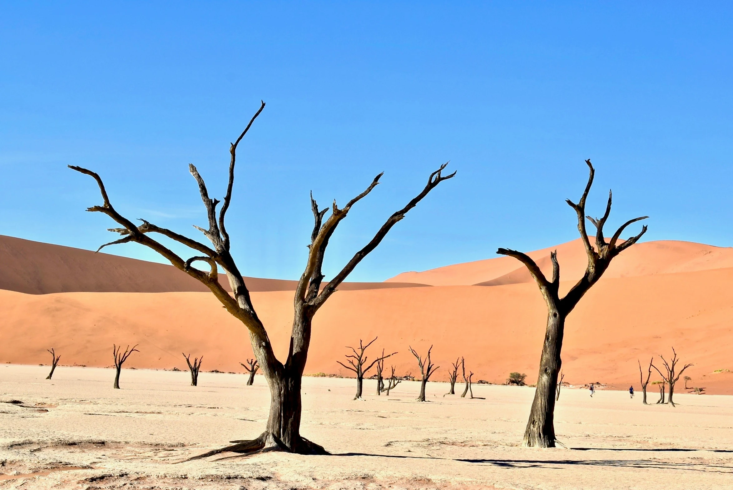 two dead trees in the middle of a desert