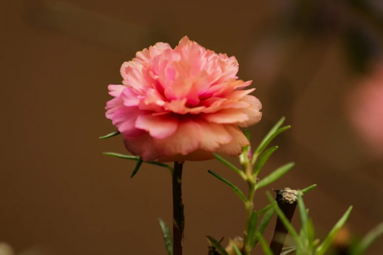 a pink flower is blooming in the sun