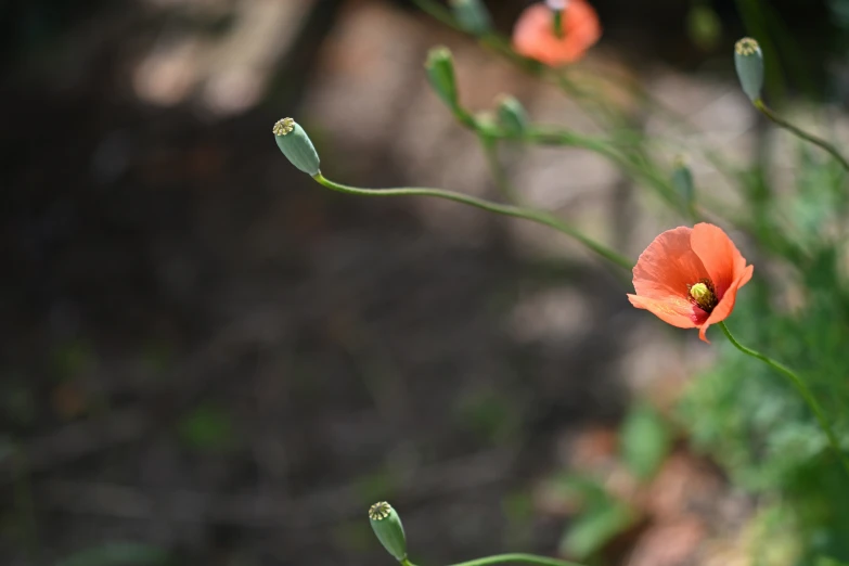 a large orange flower standing alone in a field