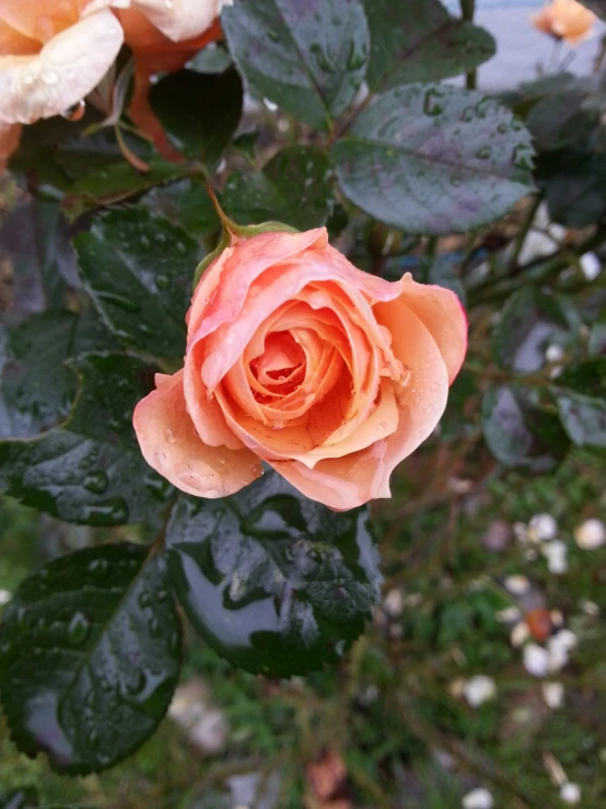 a single rose is blooming in the garden