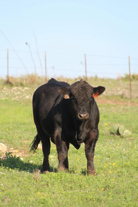 a black cow standing on top of a lush green field