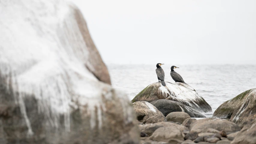 two seagulls sitting on the rocks near the water