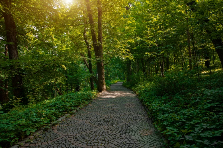 a trail in a forest next to a small patch of dirt