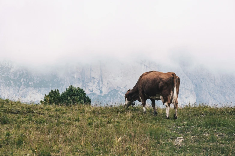 a cow with horns grazing on grass in front of a mountain