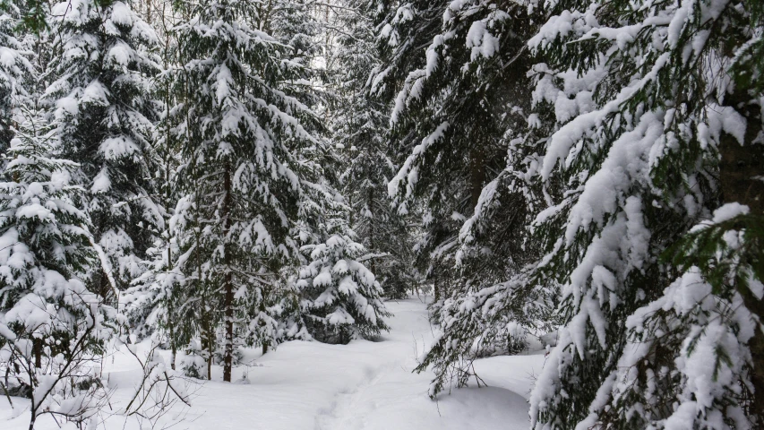 a snow skier in a blue jacket is skiing through the woods