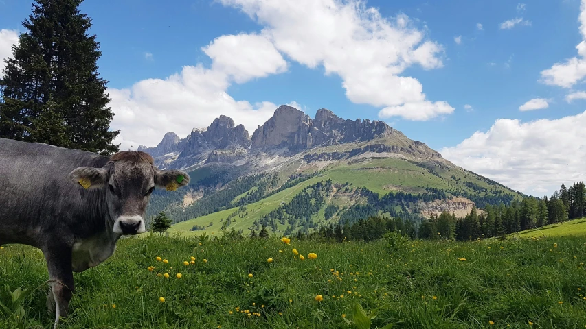 a cow standing in grass with mountains in the background