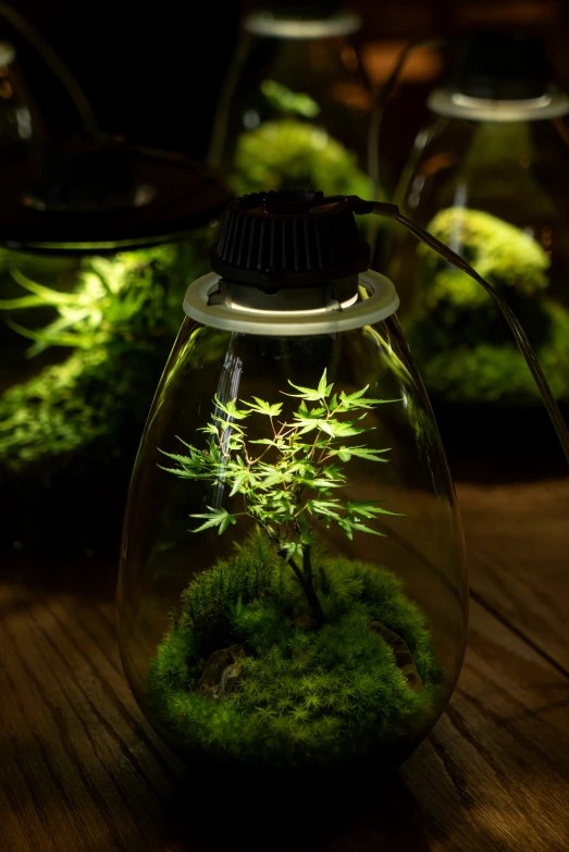 the small plant has been grown in this glass jar