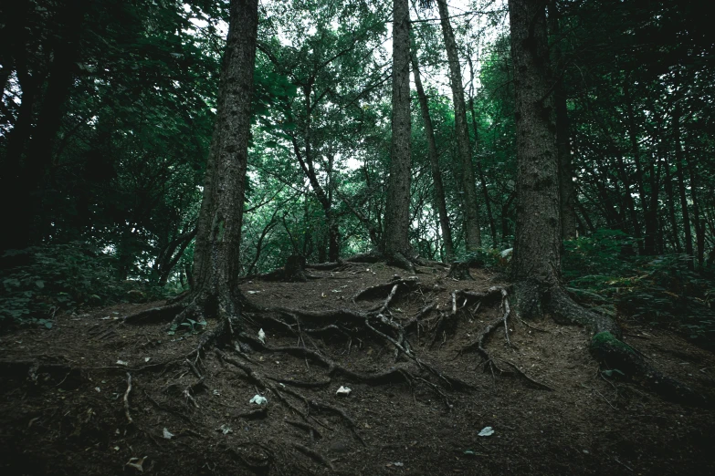 a large tree has very strong roots