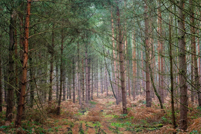 an area with a green canopy covered by trees