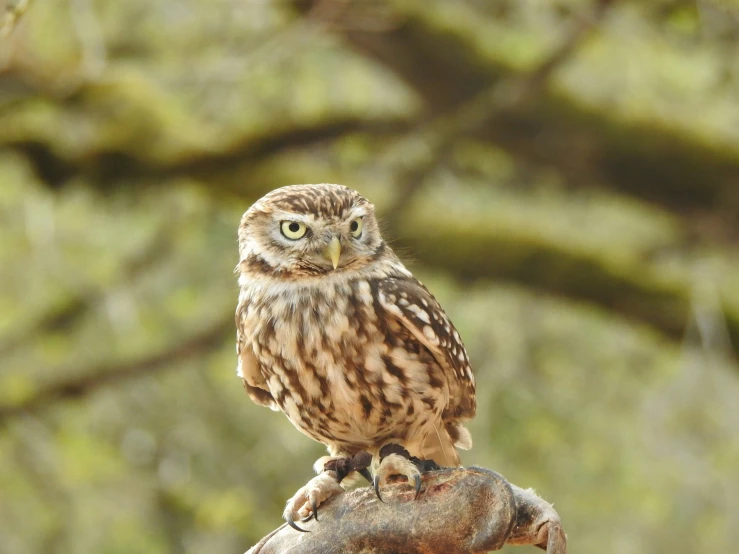 an owl is perched on top of a nch