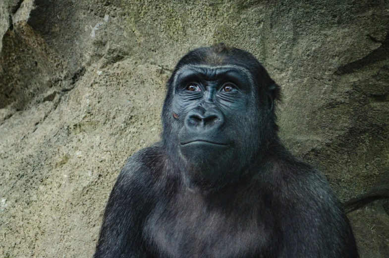 an adult gorilla looks up at soing while standing next to it