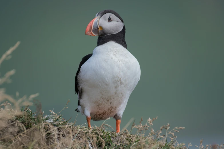 a small bird is sitting on top of grass