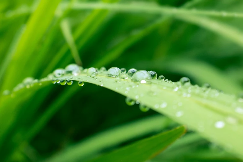 a close - up of a green plant with water drops on the stalk