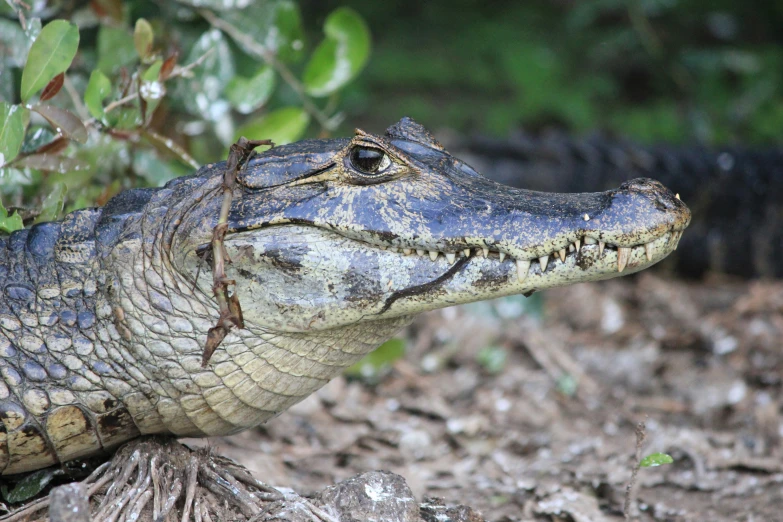 an alligator head laying down with some vegetation in the background