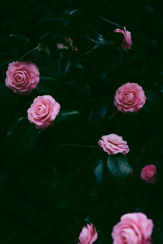 a pink rose bush in full bloom in a field