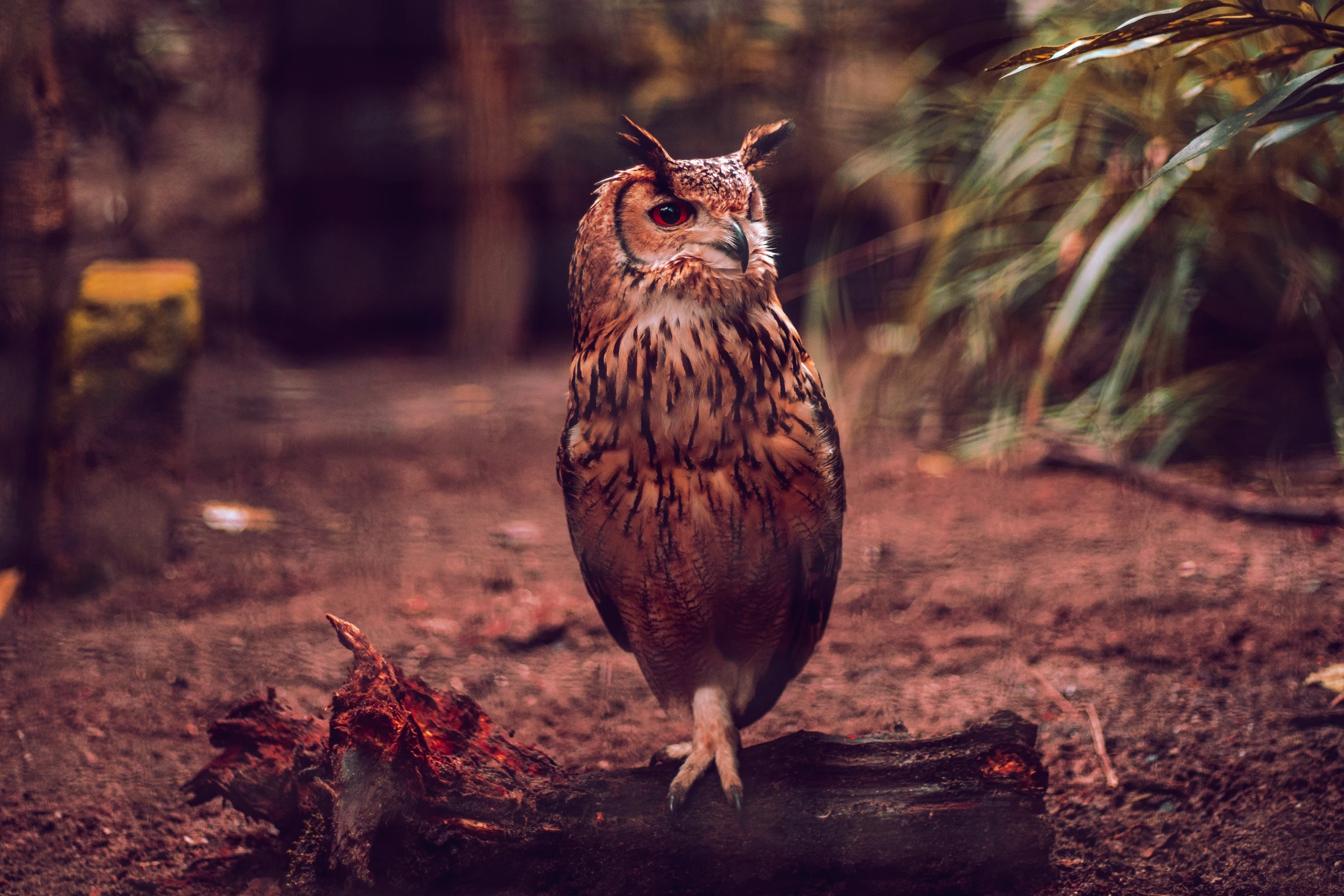 an owl sitting on top of a tree stump in a wooded area