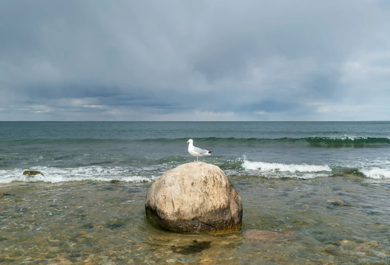 a small bird sitting on a rock on a body of water