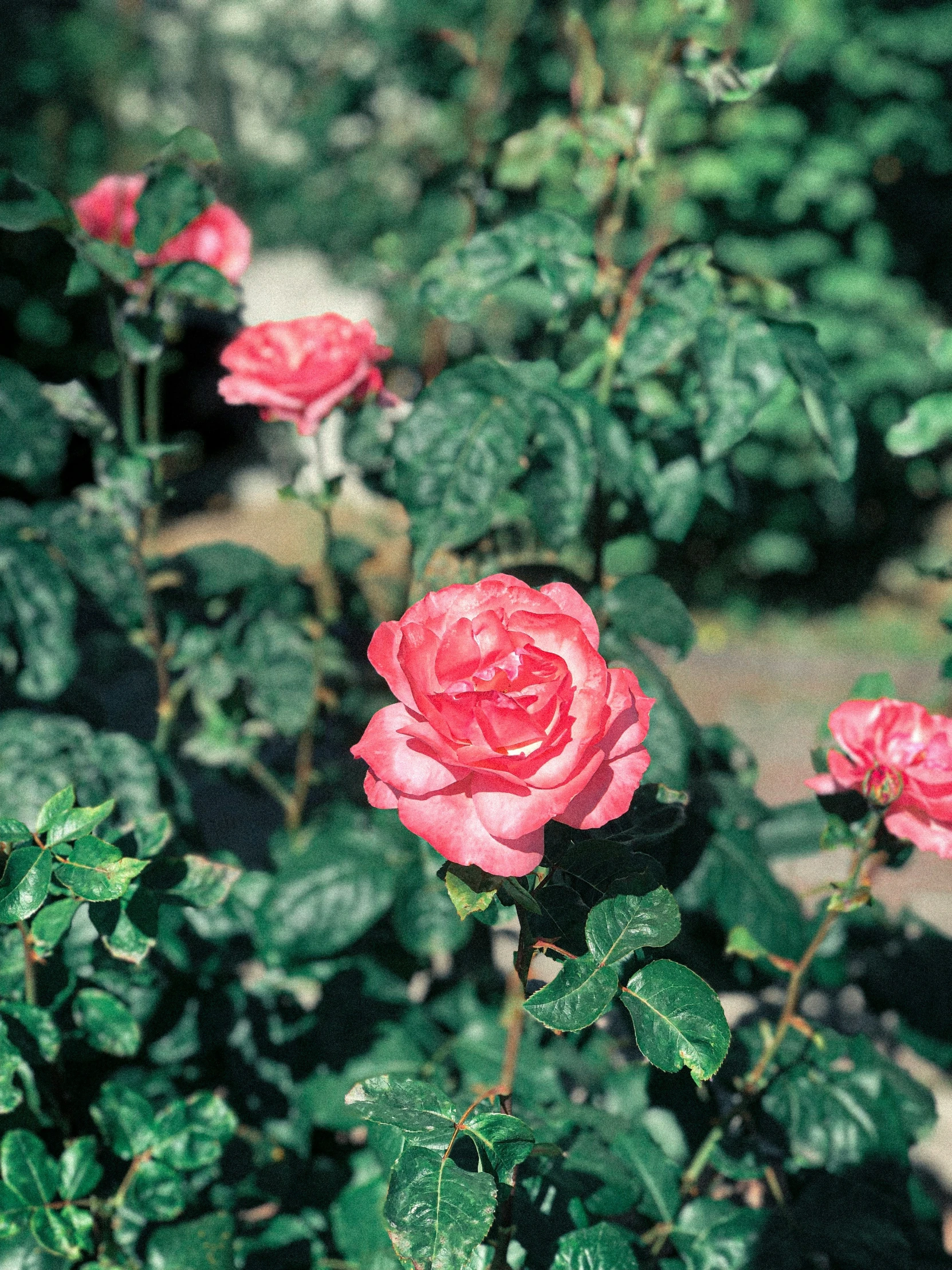 pink flowers bloom in a garden with green leaves