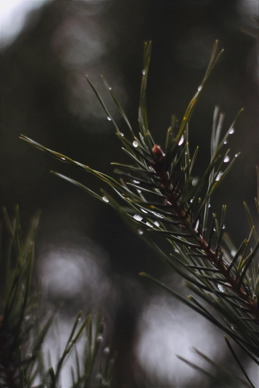 closeup of tree nches on a winter day