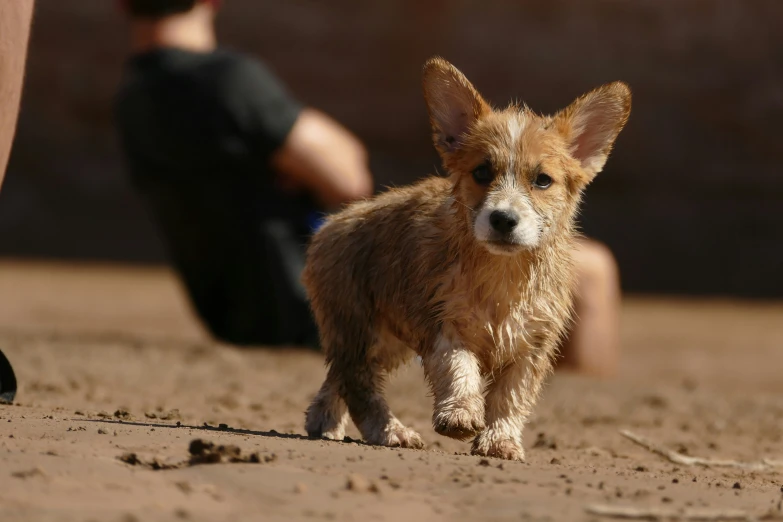 a small brown dog with floppy ears running across a field