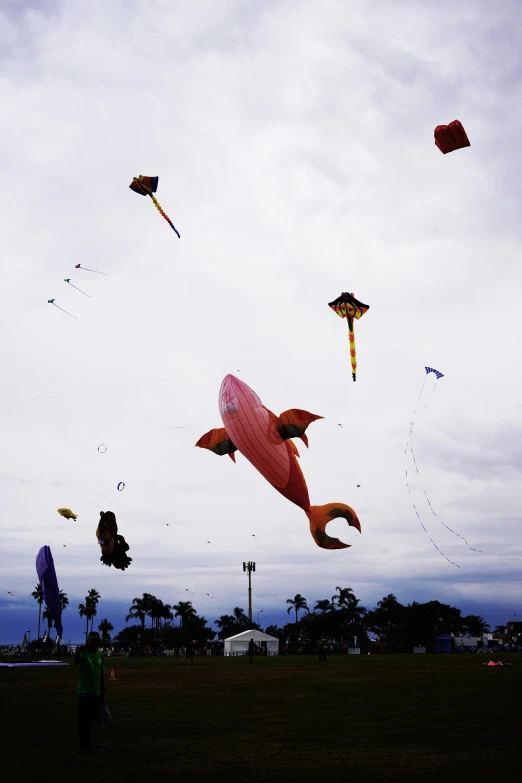 a boy flying a pink shark kite in the air