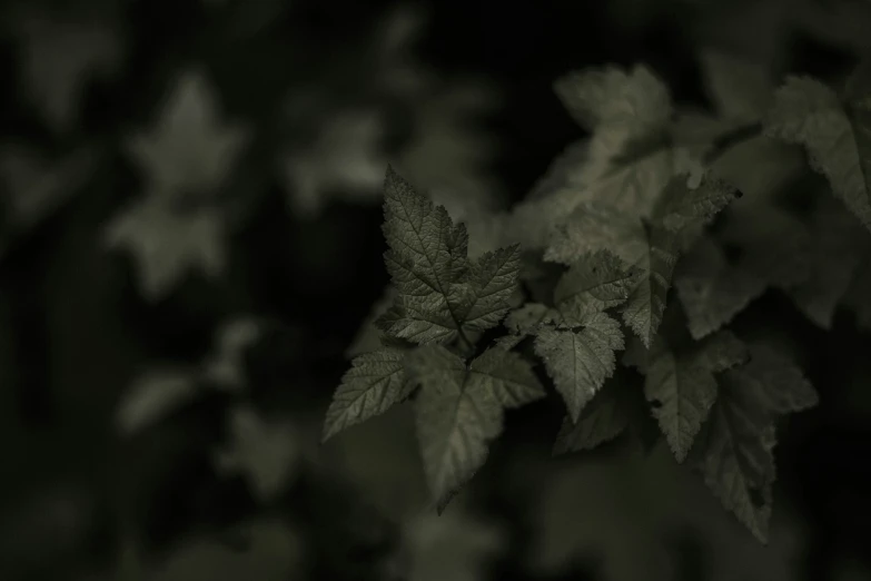 this is a black and white po of some leaves