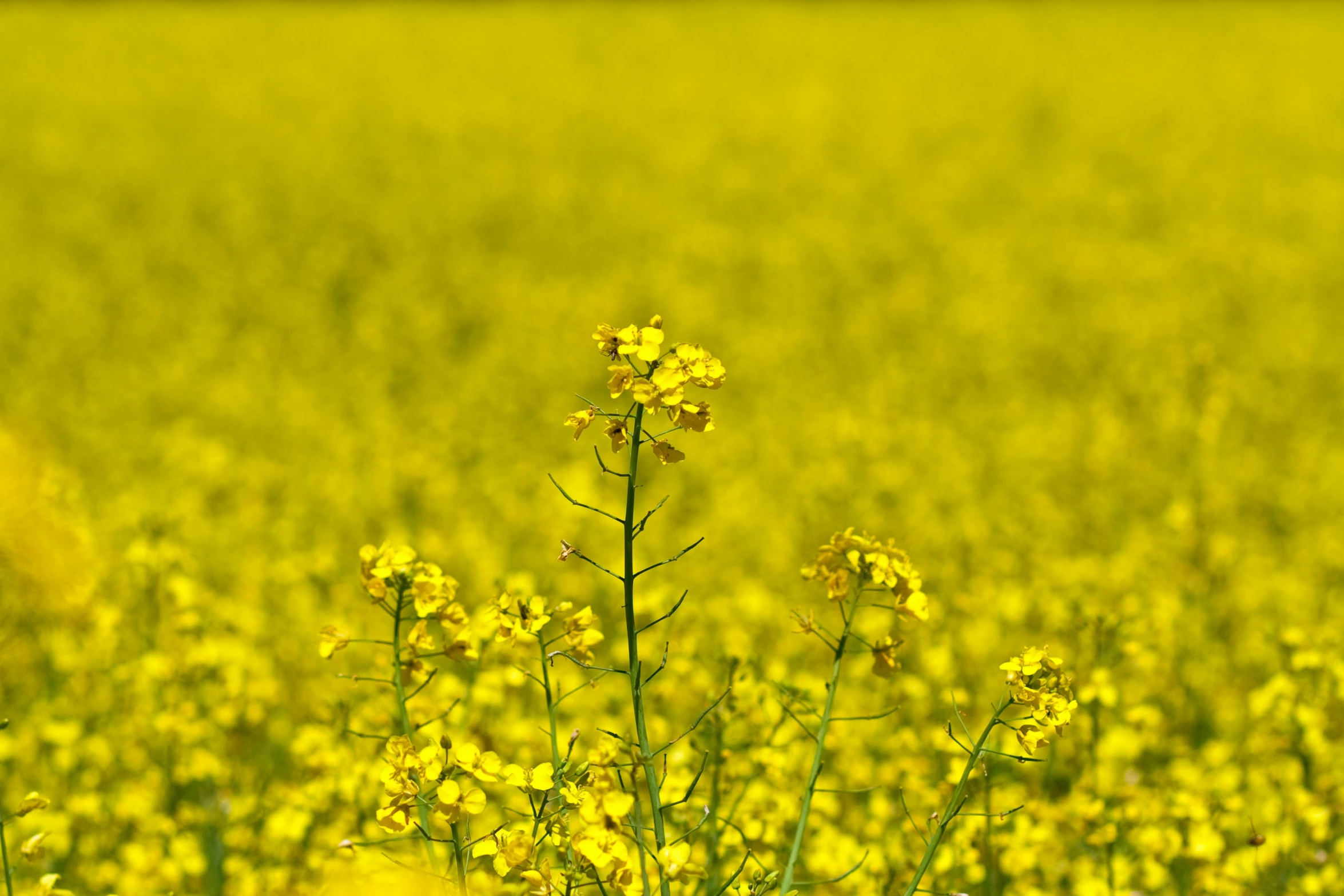 a large field of yellow flowers is shown