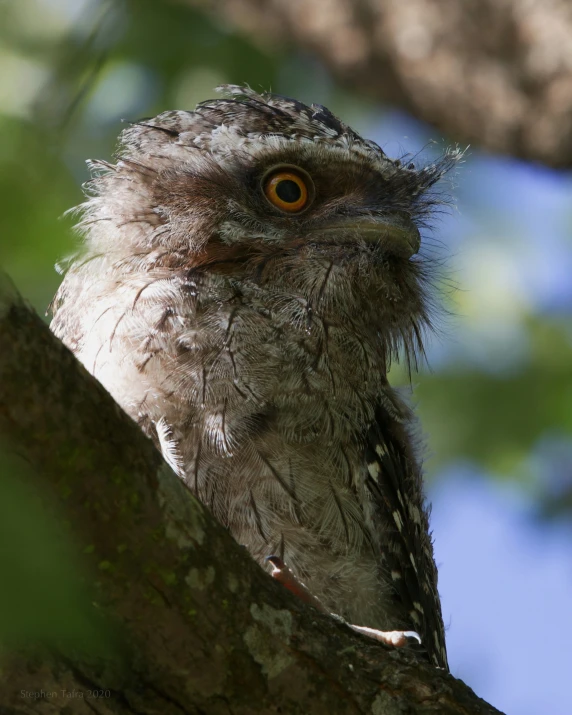 the bird is looking out from under a tree