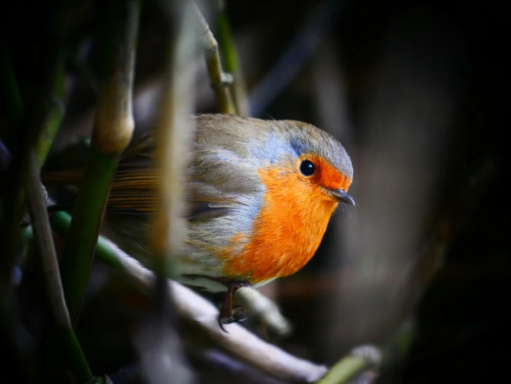 a small bird is sitting on a thin nch