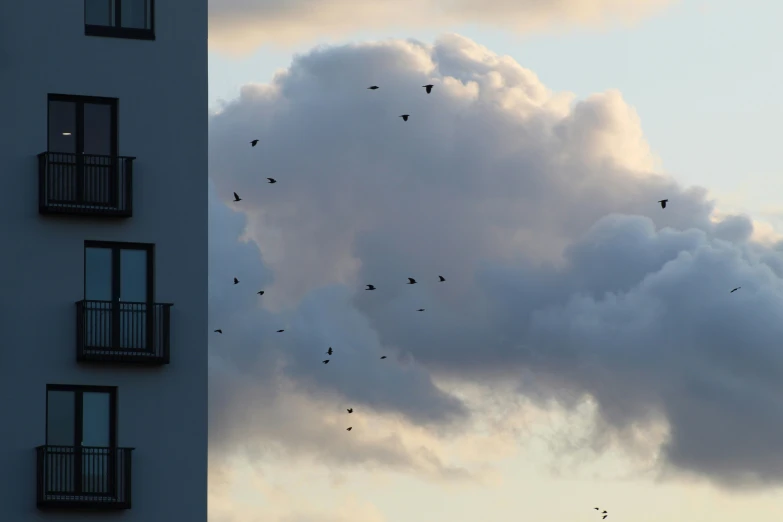 a flock of birds is flying in the sky next to some buildings