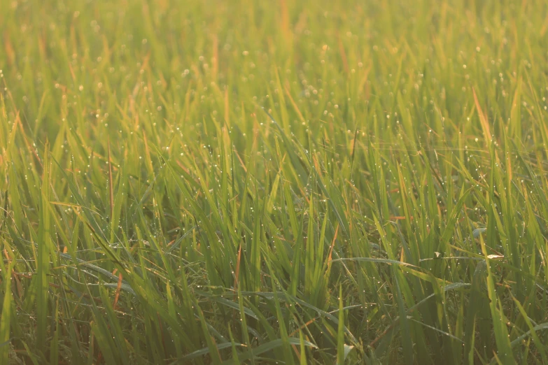 a field of tall grass covered in dew