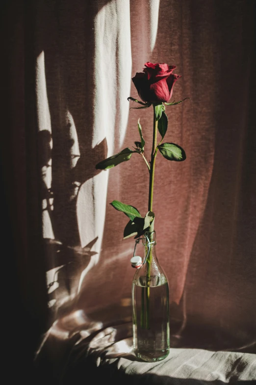 a single rose in a clear vase on a table