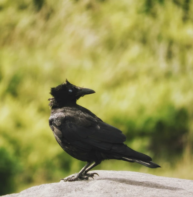 a black bird sitting on the edge of a rock