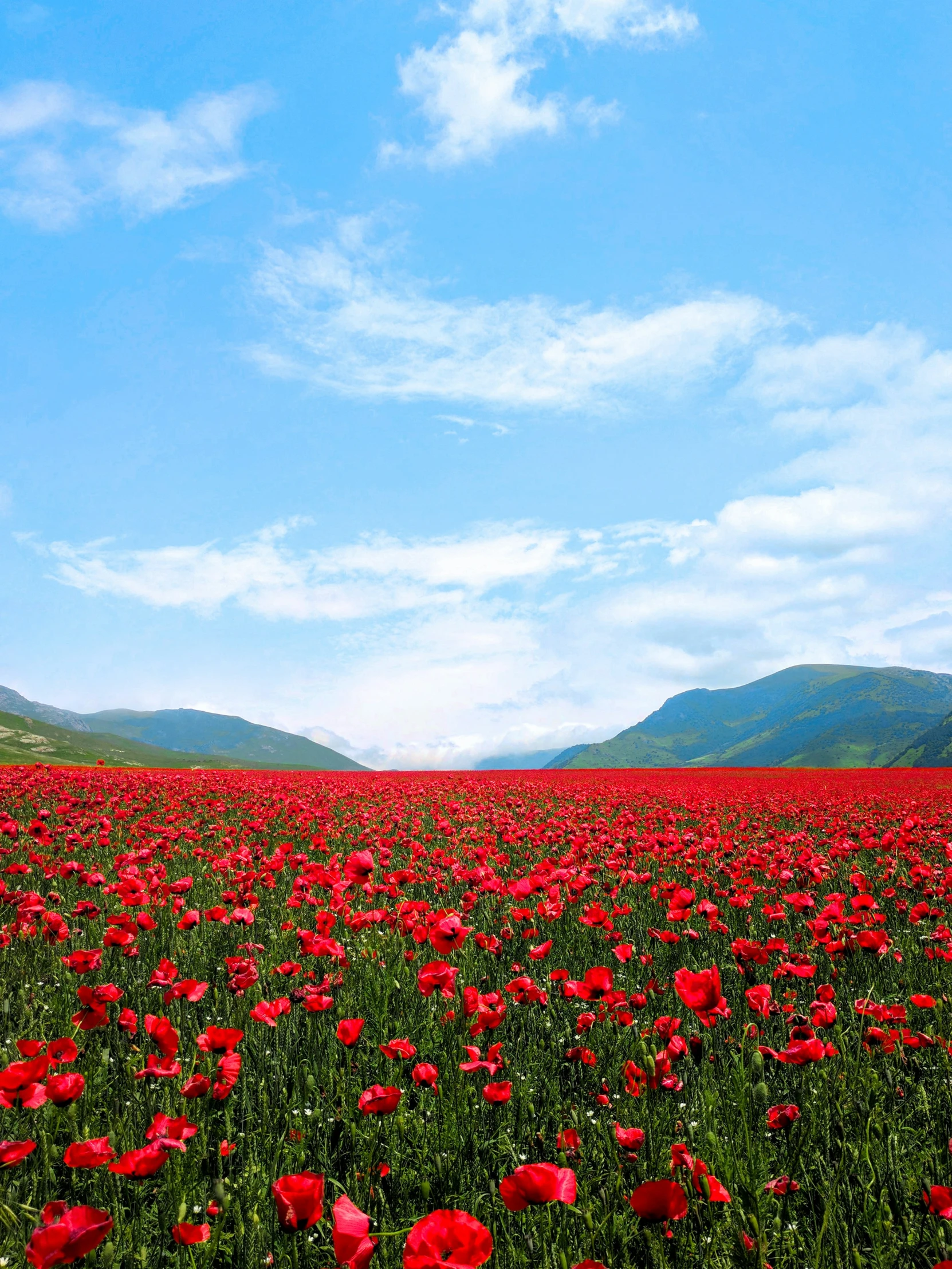 a field with lots of red flowers in the foreground