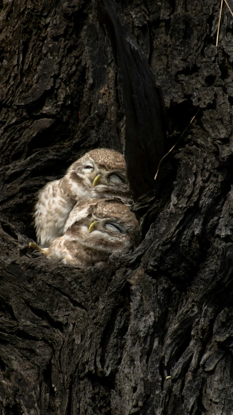 a bird with it's eyes closed sitting on the bark