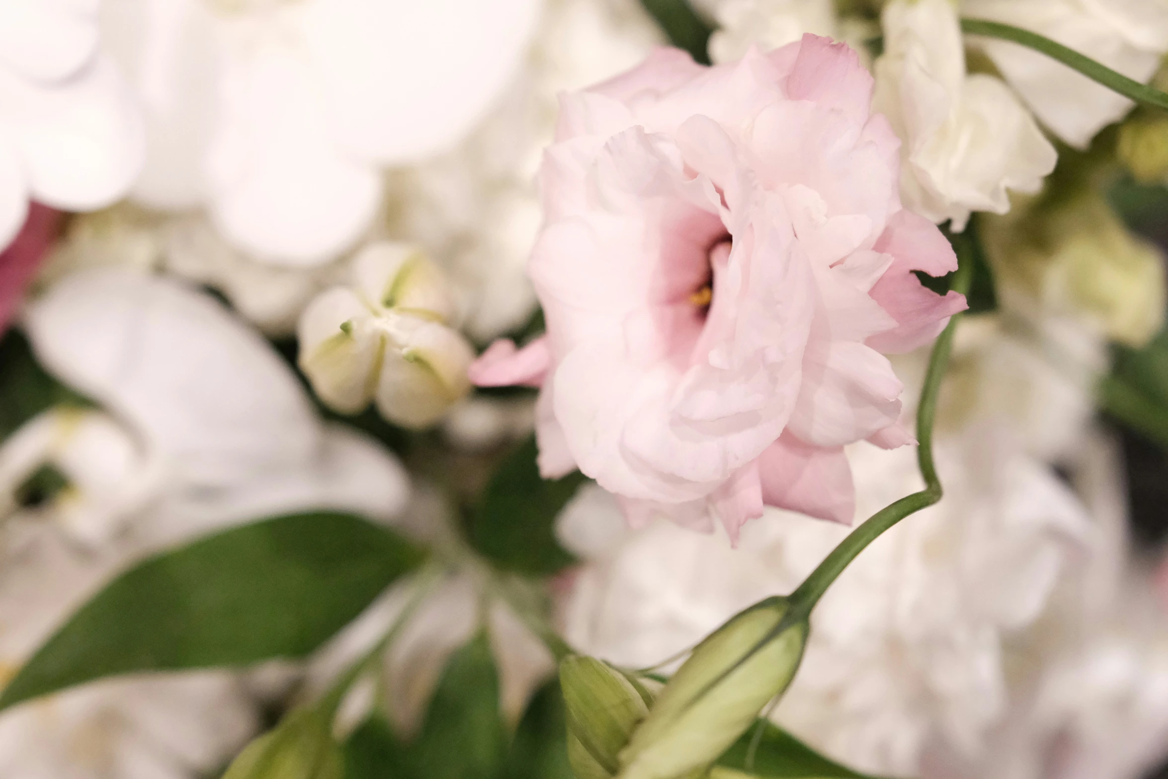 a pink flower and white flowers close up