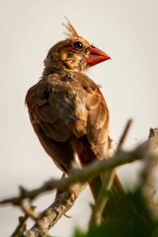 the bird is sitting on a nch by itself