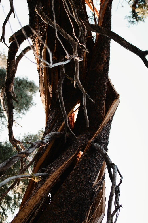 a tree with vines growing over the top of it