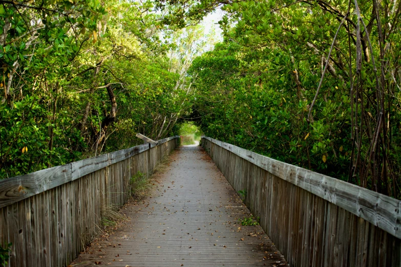 a wooden walkway leading to some bushes and trees