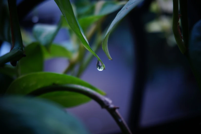 some leaves and one drop of water on the plant