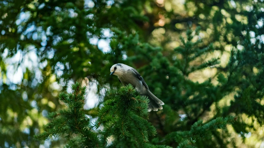 the white and grey bird is perched on a pine tree